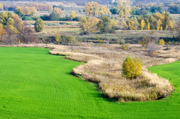 冬小麦 冬季谷物 红黄色的美丽的树 明亮的绿色冬季作物 — 图库照片
