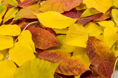 Doku, desen, sonbahar ağaçlarının yaprakları stüdyo çekim,
