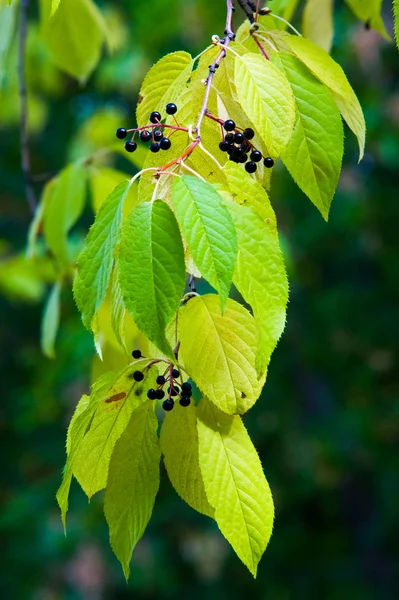 Листья Вишни Латинском Языке Prunus Maackii Padus Maackii Осенью Солнечный — стоковое фото