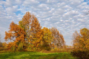 Manzara. Sonbahar çayır, renkli sarı ağaçlar, güzel gökyüzü. Parkta güzel sonbahar renkleri gösterilen manzara resim.