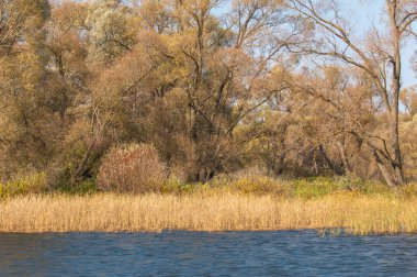 Fall river. Göl ile güzel ormanda kırmızı ve sarı renk üzerine sonbahar renkli yeşillik. Bir nehir, sonbahar yatay. Güzel bir sonbahar sahne, sonbahar