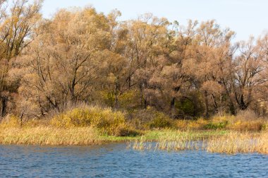 Fall river. Göl ile güzel ormanda kırmızı ve sarı renk üzerine sonbahar renkli yeşillik. Bir nehir, sonbahar yatay. Güzel bir sonbahar sahne, sonbahar