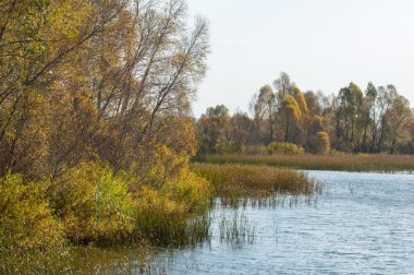 Fall river. Göl ile güzel ormanda kırmızı ve sarı renk üzerine sonbahar renkli yeşillik. Bir nehir, sonbahar yatay. Güzel bir sonbahar sahne, sonbahar