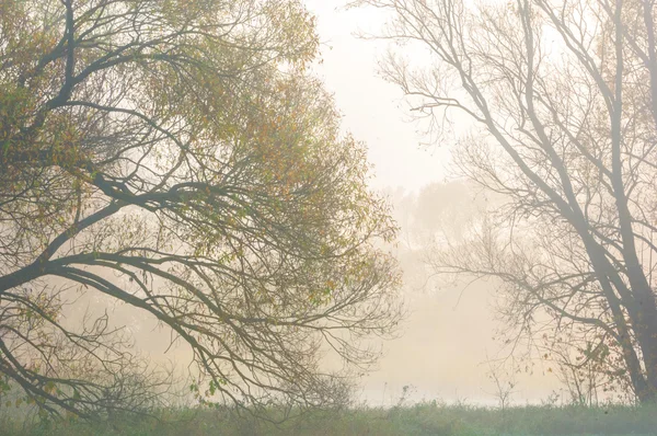 Brouillard d'automne dans la forêt mixte — Photo