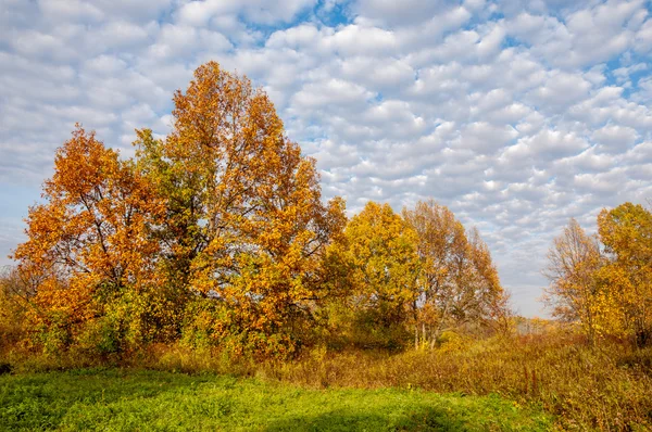 Paisagem Prado Outono Árvores Amarelas Coloridas Céu Bonito Pintura Paisagem — Fotografia de Stock