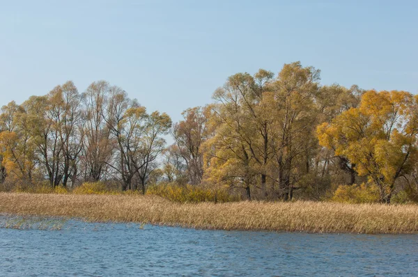 Fall River Podzimní Barevné Listí Nad Jezerem Krásnými Jehličnatými Lesy — Stock fotografie
