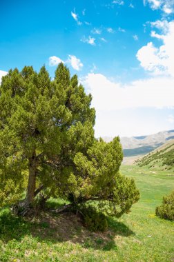 Mazı (bitki). Tan Tanrı Dağları