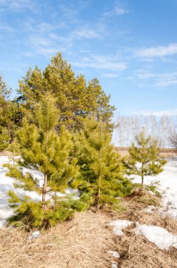 Alanını bahar. son kar. çam ağacı. Bahar, springtid