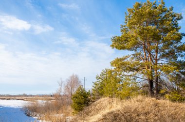 Alanını bahar. son kar. çam ağacı. Bahar, springtid