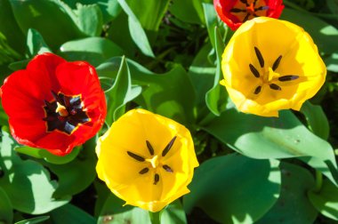Laleler. Zambak familyasının soğan çiçekli bir bitkisi. Cesurca renklendirilmiş fincan şeklinde çiçekleri var..