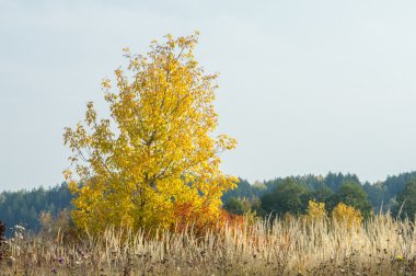 Sonbahar, Güz, yaprak sonbahar, sonbahar yaprak