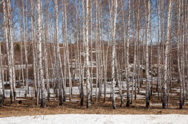 Orman erken ilkbaharda huş ağacı. Erken Bahar orman. ilk sıcak gün