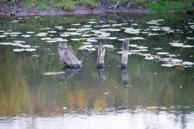 Sonbahar, Güz, yaprak sonbahar, sonbahar yaprak. yaprakları ve otelde bitkileri ve meyve toplandık yılın üçüncü sezon sonbahar