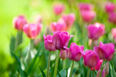 Laleler. Zambak familyasının soğan çiçekli bir bitkisi. Cesurca renklendirilmiş fincan şeklinde çiçekleri var..