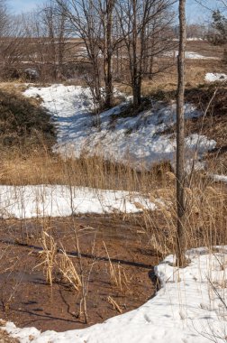 Orman erken ilkbaharda huş ağacı. Erken Bahar orman. ilk sıcak gün