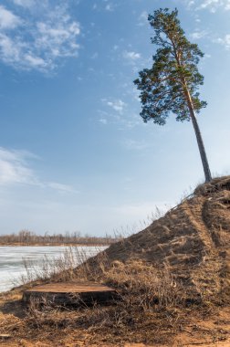Bahar çam ormanı. bahar mevsimi. Bahar, Bahar, springtide, birinci sınıf. sezon sonra kış ve yaz önce hangi bitki örtüsü gelmeye başladı, 