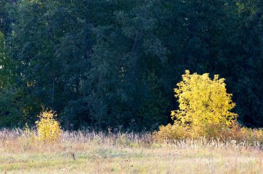 Sonbahar, Güz, yaprak sonbahar, sonbahar yaprak. yaprakları ve otelde bitkileri ve meyve toplandık yılın üçüncü sezon sonbahar