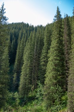 dağ, dağ, tepe. Kazakistan. Tien Shan. Takma Yaylası