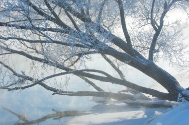 kış, kış-gelgit, kış zamanı, hibernate, o yılın en soğuk sezon