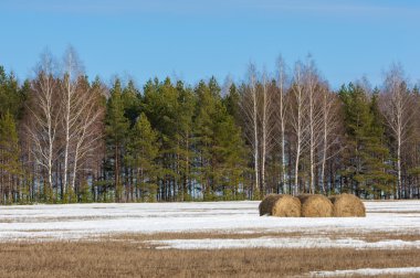 Alanını bahar. son kar. çam ağacı. Bahar, springtid