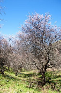 dağ bahar. Kazakistan. Tien Shan. Dağ manzaralı güzel manzara.