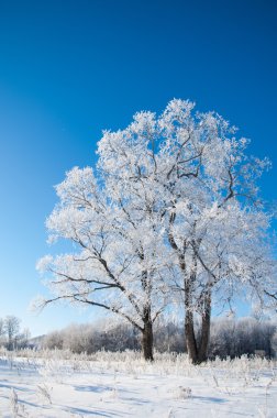 kış, kış-gelgit, kış zamanı, hibernate, o yılın en soğuk sezon