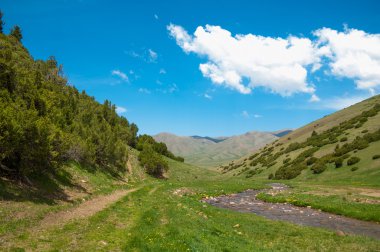 Mazı (bitki). Tan Tanrı Dağları. bir Kuzey Amerika ve Doğu Asya herdem yeşil iğne yapraklı ağaç ağaç dikme vitaes içeren bir cins.