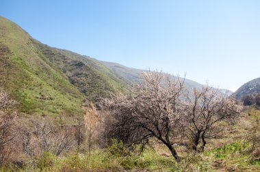 dağ bahar. Kazakistan. Tien Shan. Dağ manzaralı güzel manzara.
