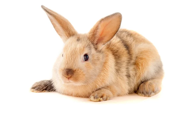 Conejito de Pascua. — Foto de Stock