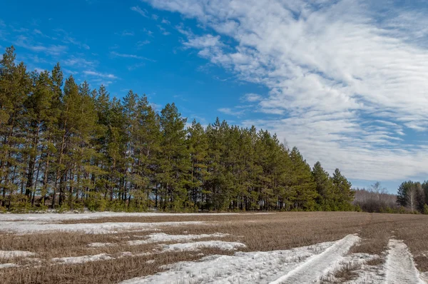 Alanını bahar. son kar. çam ağacı. Bahar, springtid