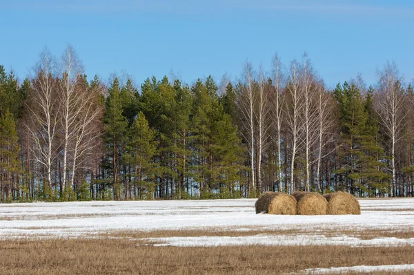 Alanını bahar. son kar. çam ağacı. Bahar, springtid