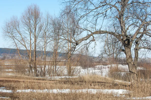 Wiosenny Śnieg Ostatni Drzewa — Zdjęcie stockowe