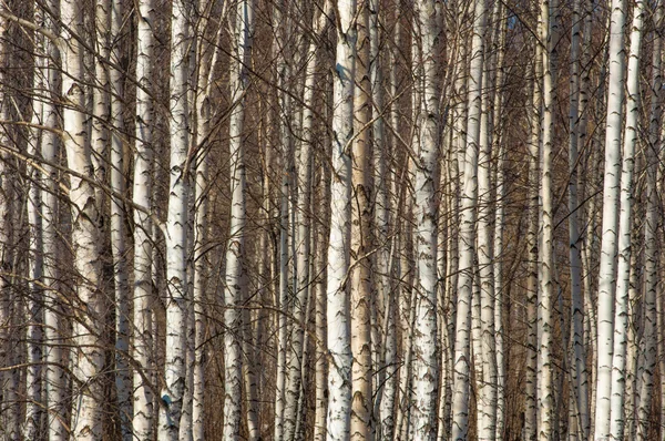 자작나무 숲입니다 따뜻한 — 스톡 사진