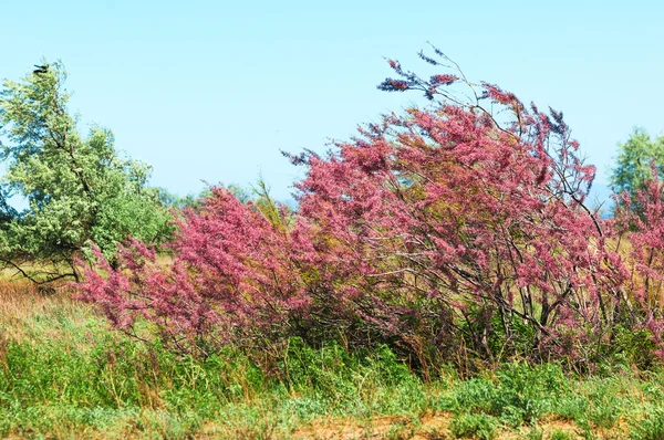 Tamarix Tamarisk Zout Ceder — Stockfoto