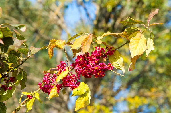 Warzen Spindelstrauch Photographed Forest — Stock Photo, Image