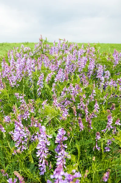 Field pea flowers Mouse. sweet peas flowers. Sweet pea