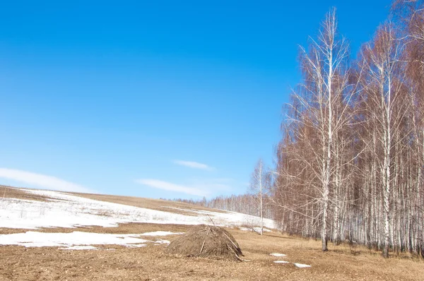 Orman erken ilkbaharda huş ağacı. Erken Bahar orman. ilk sıcak gün