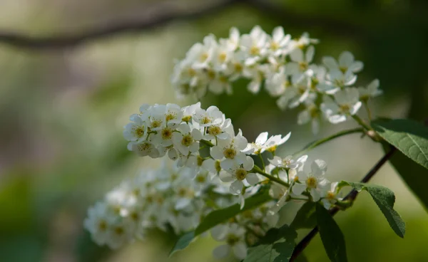Λουλούδια Κεράσι Πουλιών Δέντρο Πουλί Κεράσι — Φωτογραφία Αρχείου