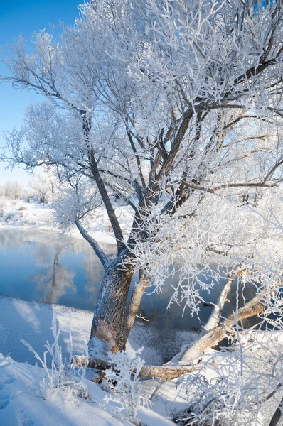 冬時間 休止状態 年の彼の最も寒い季節 — ストック写真