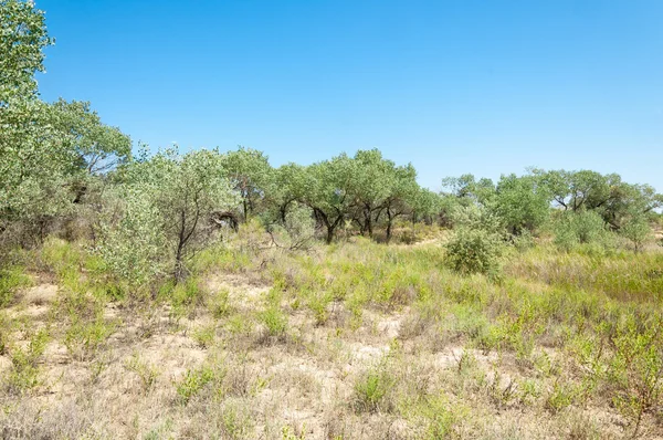 Steppensommer Turgai Tor Turgai Sparen Nationalpark Altyn Emel Kasachstan Den — Stockfoto