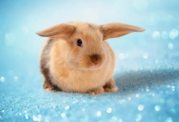 Easter bunny. On a blue background. — Stock Photo, Image