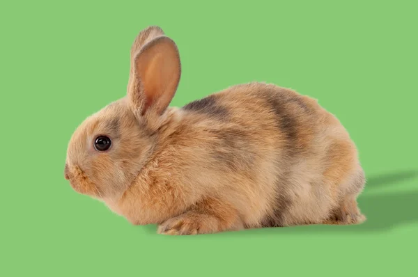 Пасхальный Кролик Зеленом Фоне Удобный Режущий Объект — стоковое фото