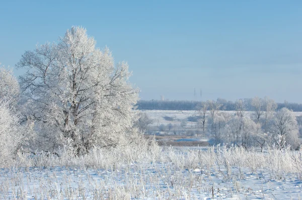 冬時間 休止状態 年の彼の最も寒い季節 — ストック写真