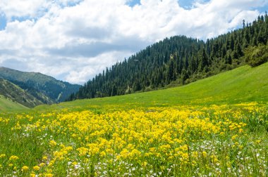 dağ, dağ, tepe. Kazakistan. Tien Shan. Takma Yaylası