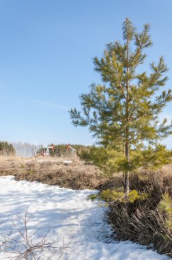 Alanını bahar. son kar. çam ağacı. Bahar, springtide, birinci sınıf