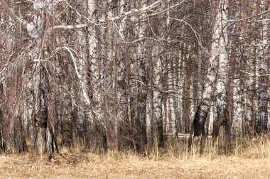 Orman erken ilkbaharda huş ağacı. Erken Bahar orman. ilk sıcak gün