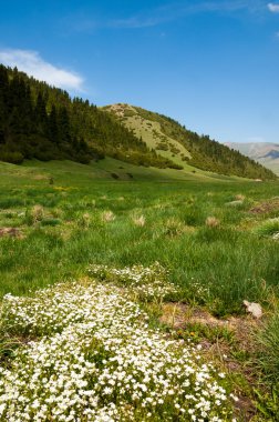 dağ, dağ, tepe. Kazakistan. Tien Shan. Takma Yaylası