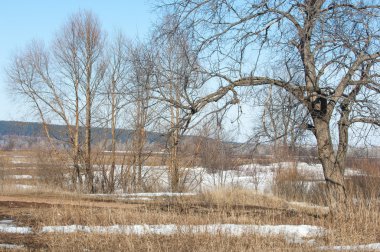 Bahar son kar. Ağaçlar