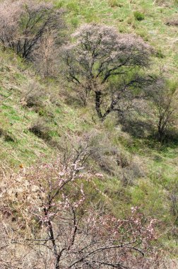 dağ bahar. Kazakistan. Tien Shan. Dağ manzaralı güzel manzara.