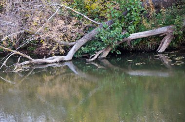 Sonbahar, Güz, yaprak sonbahar, sonbahar yaprak. yaprakları ve otelde bitkileri ve meyve toplandık yılın üçüncü sezon sonbahar